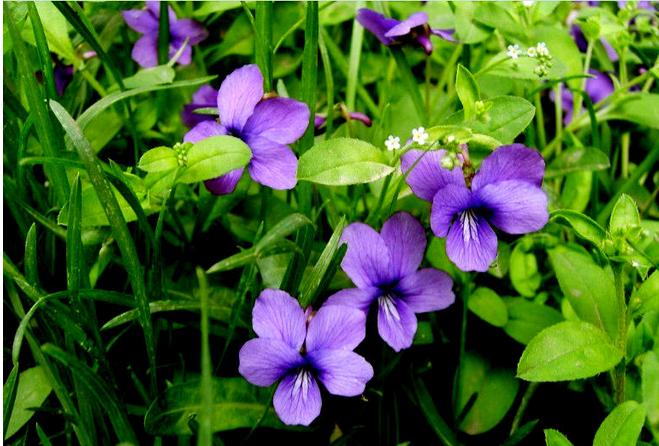 紫花地丁栽培技術(shù)